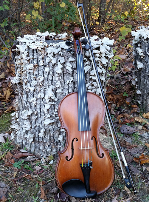 Violin on log